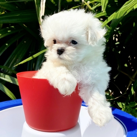 Gorgeous Teacup Maltese puppies, male and female, Image eClassifieds4u