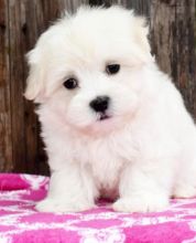 C.K.C MALE AND FEMALE PEKINGESE PUPPIES AVAILABLE Image eClassifieds4U