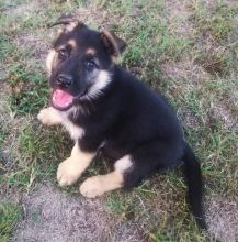 Cute German Shepherd Puppies Image eClassifieds4U