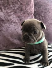 For Sale :*Amazing Blue French Bulldogs CKc Registered Text ‪(323) 451-9584‬ for more info and n Image eClassifieds4u 1