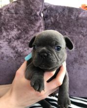 For Sale :*Amazing Blue French Bulldogs CKc Registered Text ‪(323) 451-9584‬ for more info and n Image eClassifieds4u 2