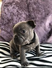 For Sale :*Amazing Blue French Bulldogs CKc Registered Text ‪(323) 451-9584‬ for more info and n Image eClassifieds4u 3