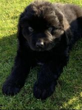 For Sale :*Beautiful CKc Registered Male Newfoundland Puppies Text ‪(323) 451-9584‬ for more inf Image eClassifieds4u 2