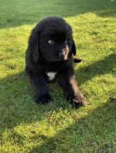 For Sale :*Beautiful CKc Registered Male Newfoundland Puppies Text ‪(323) 451-9584‬ for more inf Image eClassifieds4u 3