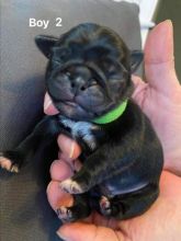 For Sale :*Beautiful Pug Puppies Text (323) 451-9584 for more info and new pics.. Image eClassifieds4u 1