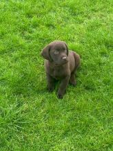 For Sale :*Chunky Labrador Puppies Black And Golden Text ‪(323) 451-9584‬ for more info and new  Image eClassifieds4u 3