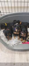 For Sale :*Exemplary Kc Reg Minpin Puppies Text ‪(323) 451-9584‬ for more info and new pics.. Image eClassifieds4u 2