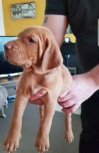 For Sale :*Gorgeous Vizsla Puppies For Sale Text ‪(323) 451-9584‬ for more info and new pics.. Image eClassifieds4u 1