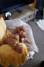 For Sale :*Gorgeous Vizsla Puppies For Sale Text ‪(323) 451-9584‬ for more info and new pics.. Image eClassifieds4u 3