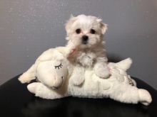 For Sale :*Maltese Puppies Miniature Text ‪(323) 451-9584‬ for more info and new pics.. Image eClassifieds4u 2