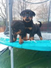 For Sale :*Stunning Rottweiler Pupps Text ‪(323) 451-9584‬ for more info and new pics.. Image eClassifieds4u 3