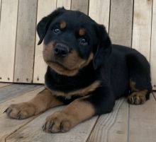 Rottweiler Puppies For Sale Image eClassifieds4U