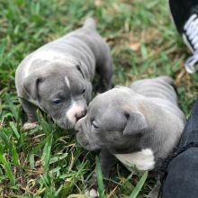 Adorable Blue nose pit bull puppies ready for adoption