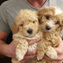 male and female home raise Maltipoo puppies,