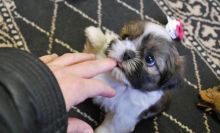 Adorable outstanding SHIH TZU Puppies ready