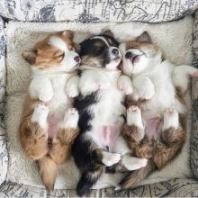 cute and amazing Pembroke Welsh Corgi Puppies ready for their new home