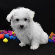 Gorgeous Teacup Maltese puppies,