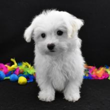 Gorgeous Teacup Maltese puppies