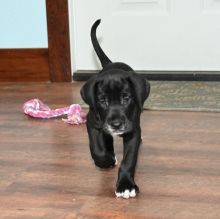 Healthy Great Dane Puppies For Sale