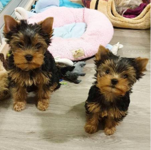 Teacup Yorkie puppies with excellent temperament,