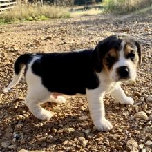 Tri color beagle puppies available now