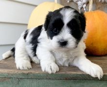 We have a stunning litter of shihpoo puppies