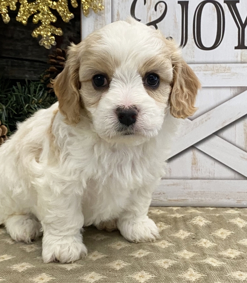 Cavachon puppies for sale, Image eClassifieds4u