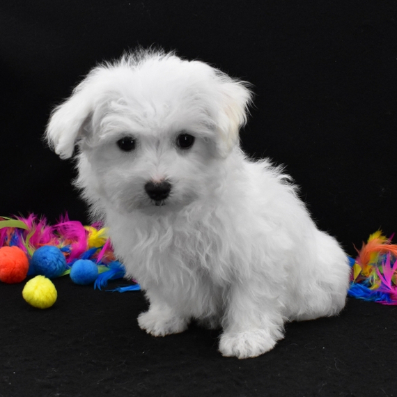 Gorgeous Teacup Maltese puppies, Image eClassifieds4u