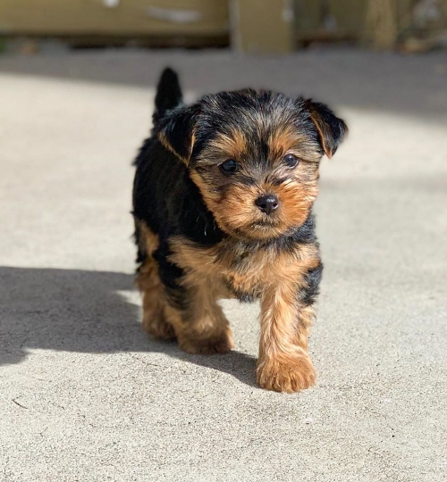 Home raised Yorkshire Terrier puppies for rehoming Image eClassifieds4u