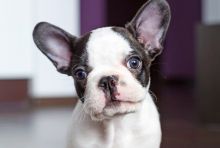 Quality French bulldog Puppies for sale. Image eClassifieds4U