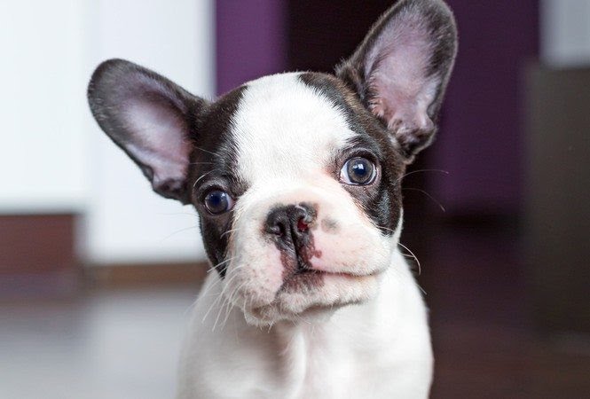 Quality French bulldog Puppies for sale. Image eClassifieds4u