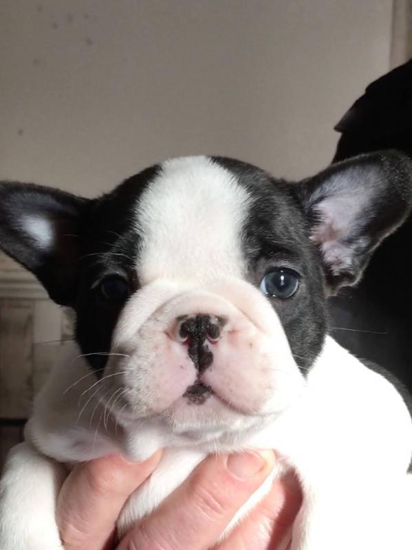 Super adorable French Bulldog Puppies. Image eClassifieds4u