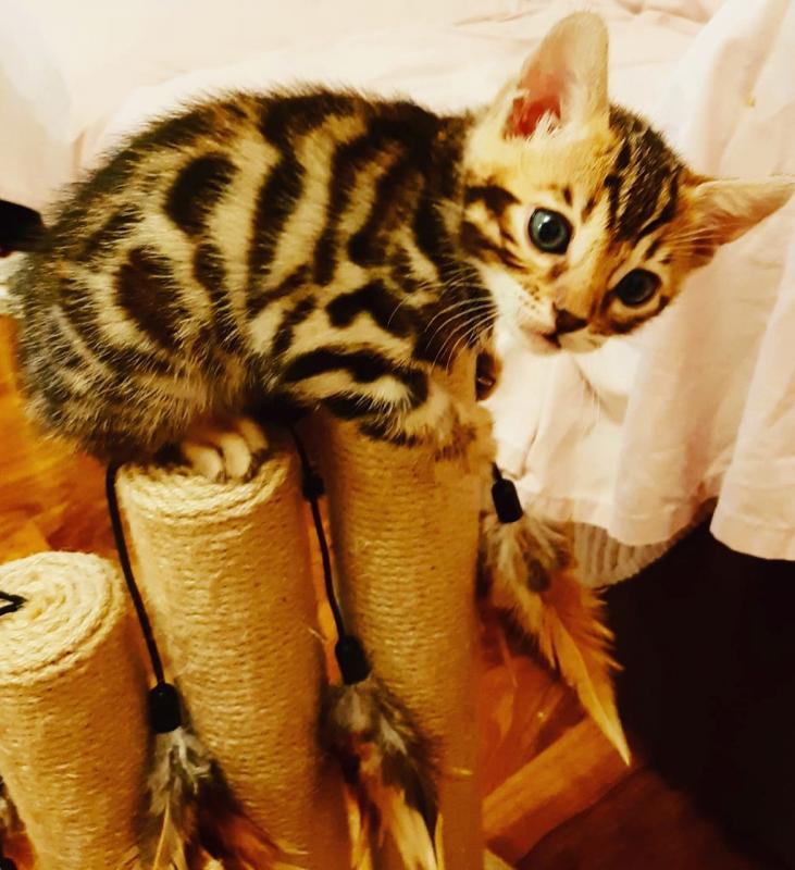 *all 4 Beautiful Bengal Female Kittens Text ‪(323) 451-9584‬ for more info Image eClassifieds4u