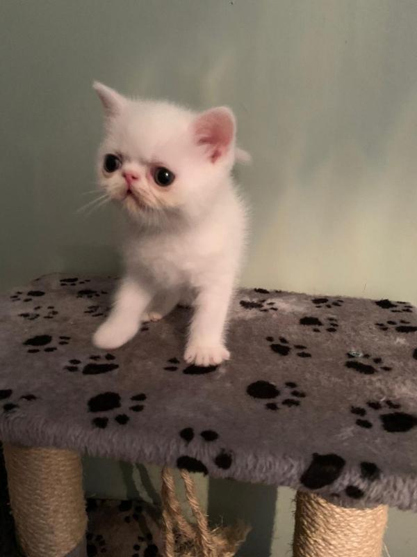 Persain / Bsh Text ‪(323) 451-9584‬ for more info and new p Image eClassifieds4u