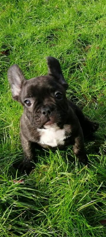 Left French Bulldog Puppies For Sale Text ‪(323) 451-9584‬ for more info Image eClassifieds4u