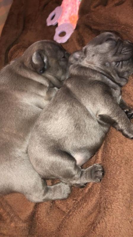 *quality, Lilac And Tans, French Bulldog Text ‪(323) 451-9584‬ for more info Image eClassifieds4u