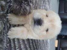 11 Chow Chow Pups For Sale Text ‪(323) 451-9584‬ for more info