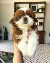 Adorable Shih Tzu puppies ready for adoption