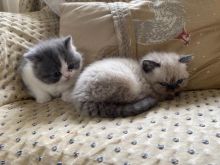 Persian/ Exotic Mix. Stunning Kittens For Sale Text ‪(323) 451-9584‬ for more info