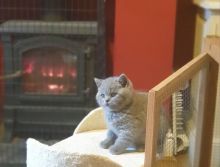 **outstanding Gccf Silver Tabby British Shorthair Kittens**Text ‪(323) 451-9584‬ for more info