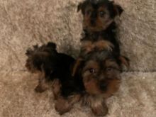 4 Yorkshire Terrier Boys and girls Available Text ‪(323) 451-9584‬ for more info and new