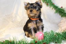 All Yorkshire Terrier Puppies Now Reserved!! Text ‪(323) 451-9584‬ for more info and new p