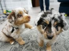 Australian Sheppard puppies, male and female for adoption