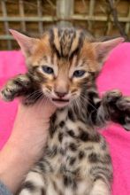 Awesome Males And Females Bengal Kittens Text ‪(323) 451-9584‬ for more info