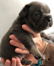 Beautiful French Bulldog Puppies For Sale. Text ‪(323) 451-9584‬ for more info
