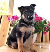 Beautiful German Shepherd puppies.(587) 779-6996nn