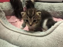 Beautiful Maine Coon Kitten Boy-reserved Text ‪(323) 451-9584‬ for more info