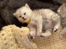 Beautiful Persian Kittens Available to go to Loving homes Text ‪(323) 451-9584‬ for more info