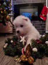 Beautiful Samoyed Boys and girl's Cute is available Text ‪(323) 451-9584‬ for more info and new 