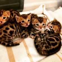 Bengal Cats Text ‪(323) 451-9584‬ for more info